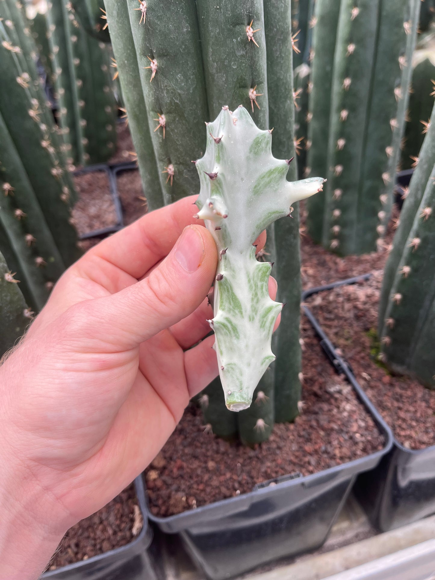 Euphorbia lactea white ghost Steckling