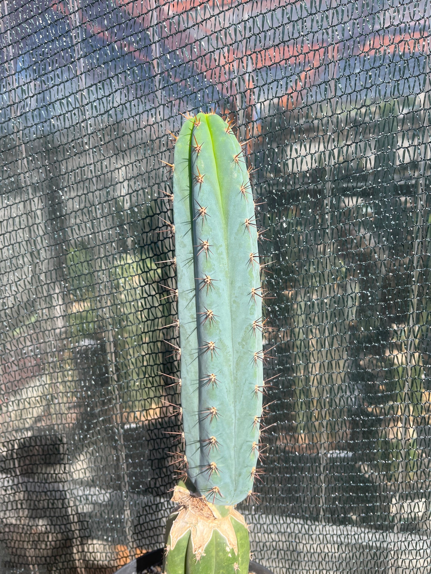 Trichocereus peruvianus Roseii 2