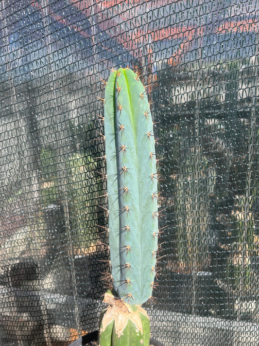 Trichocereus peruvianus Roseii 2