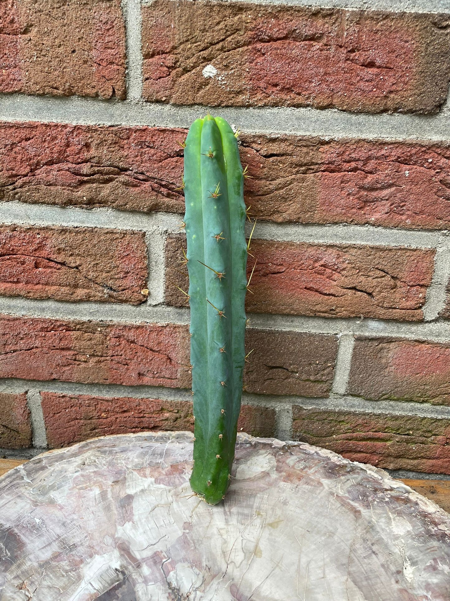 Trichocereus bridgesii Klon SS02