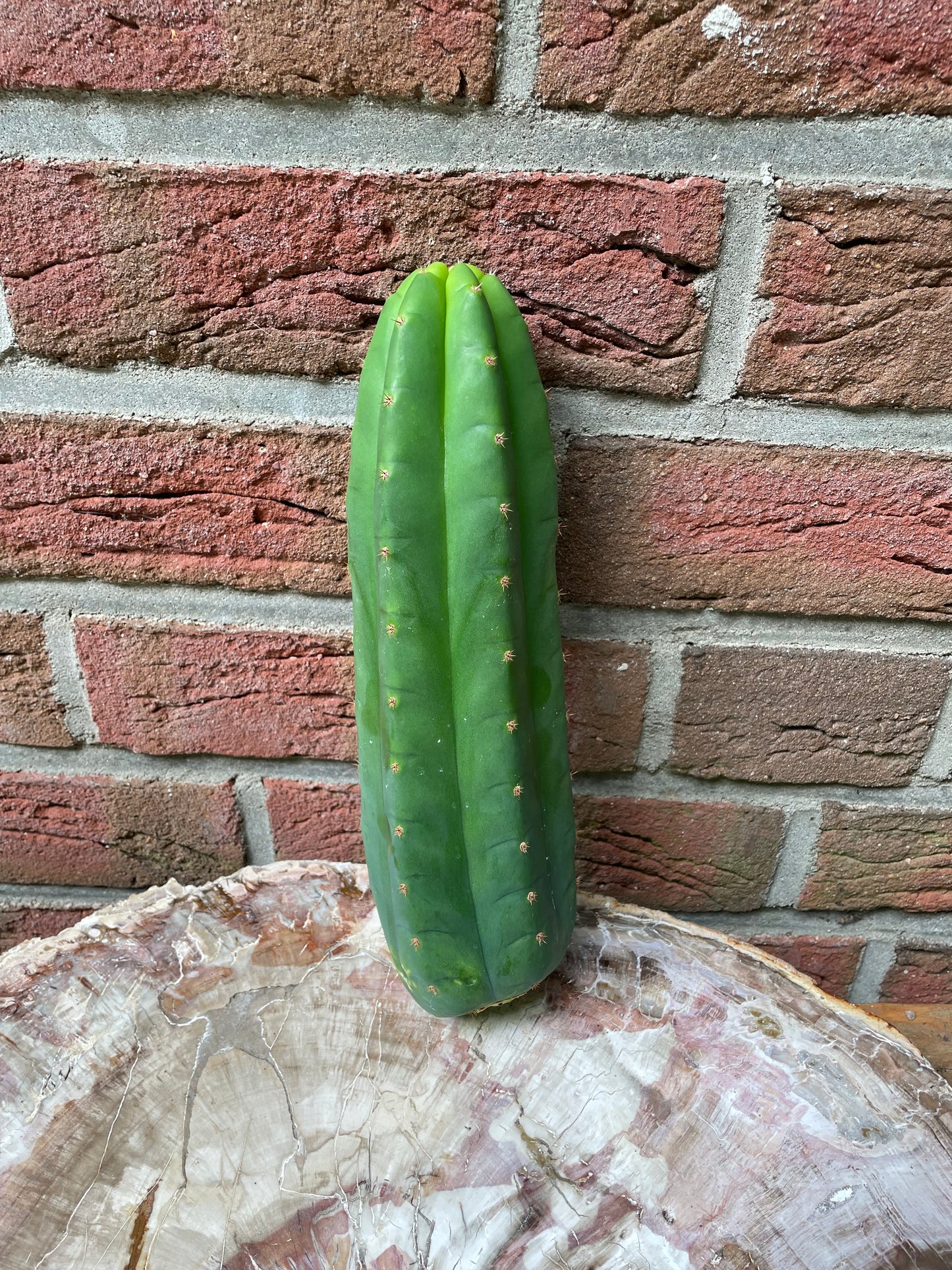 Trichocereus Pachanoi Juuls Giant [N3]