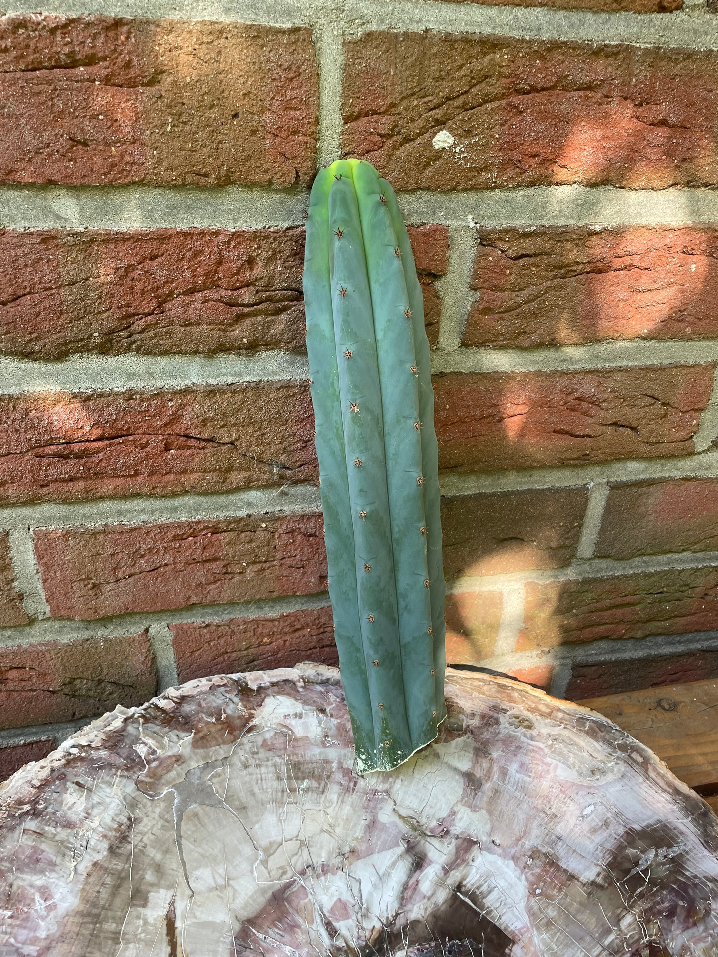 Trichocereus peruvianus HB02