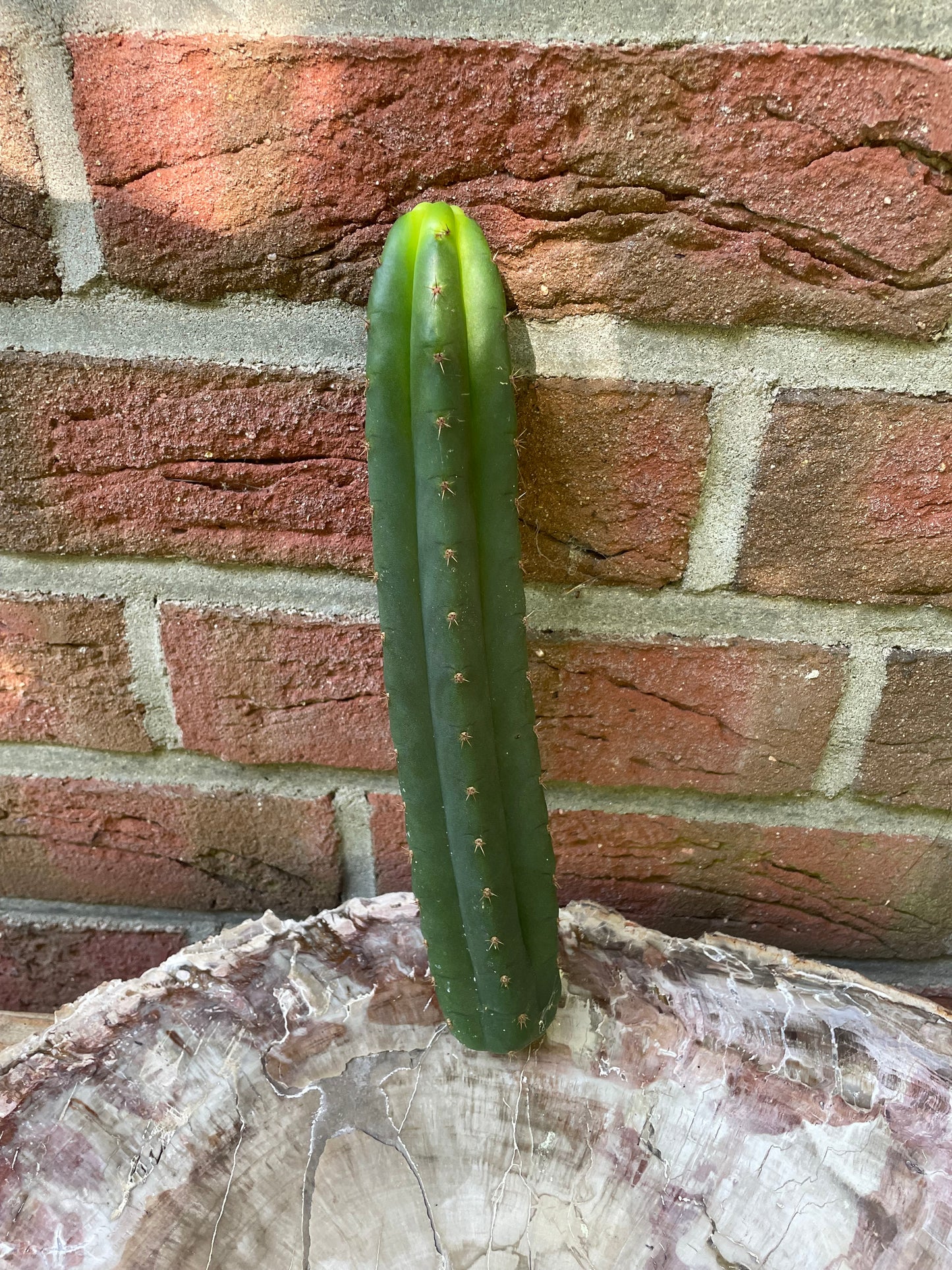 Trichocereus bridgesii Klon Yowie