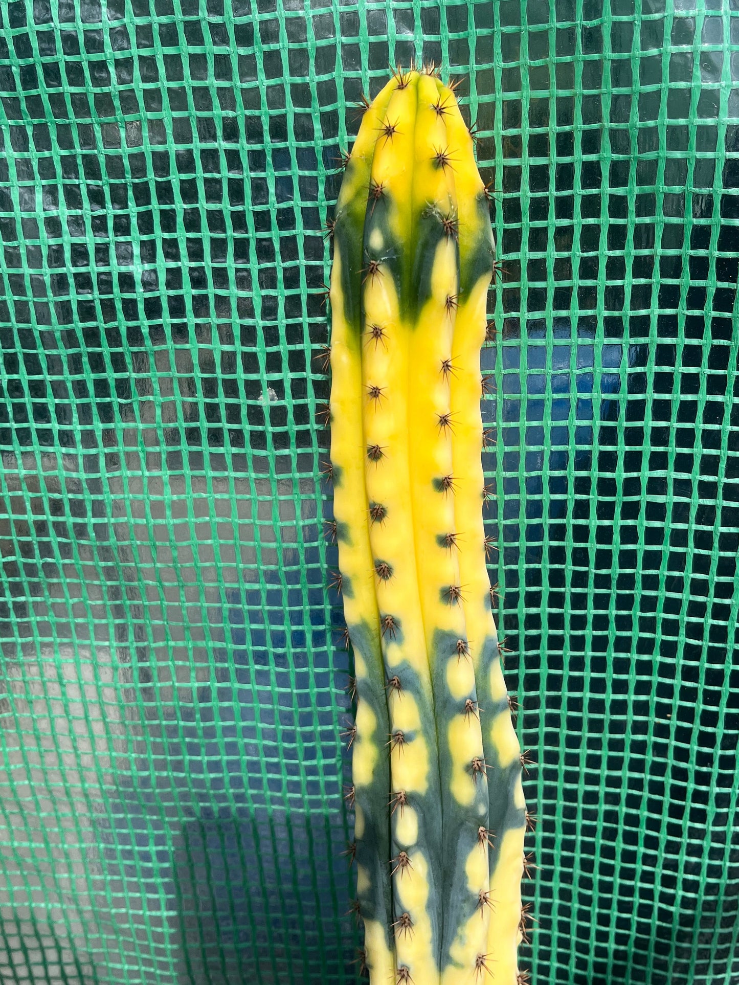 Trichocereus bridgesii Yvonne
