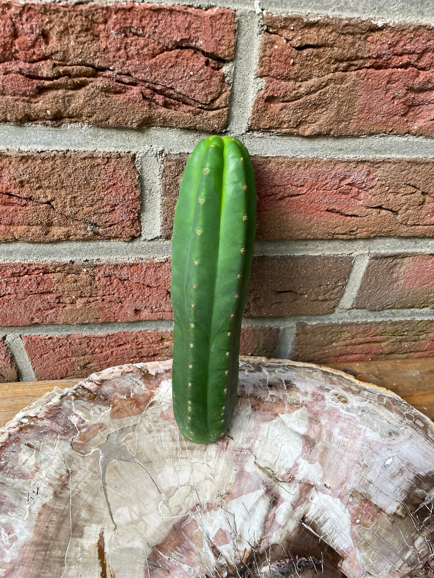 Trichocereus Pachanoi Juuls Giant