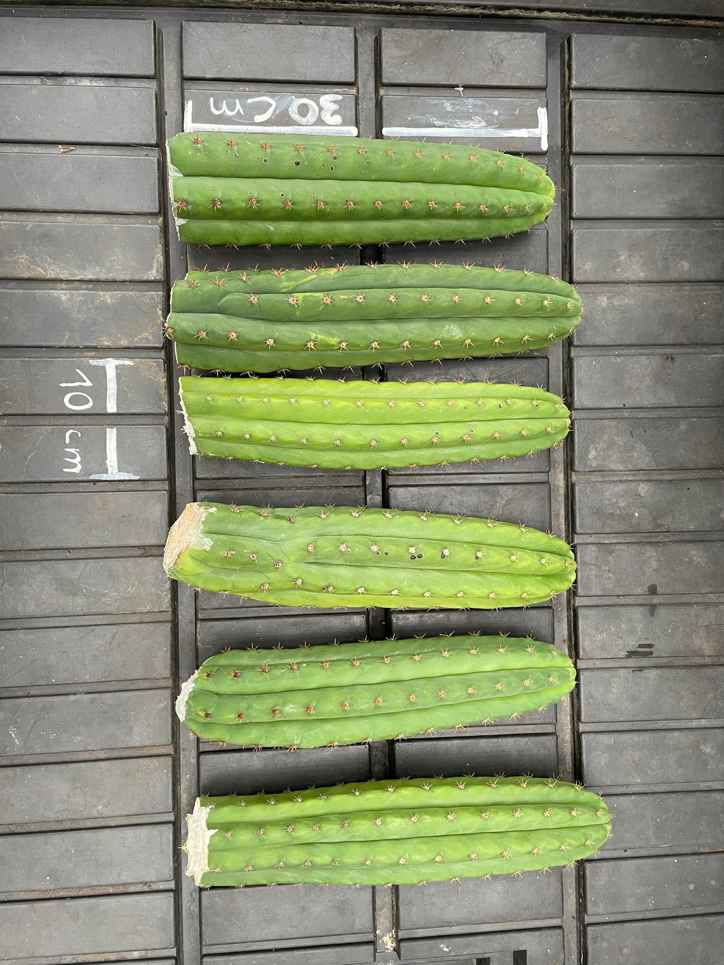 SET 6x Trichocereus pachanoi 30cm [3]