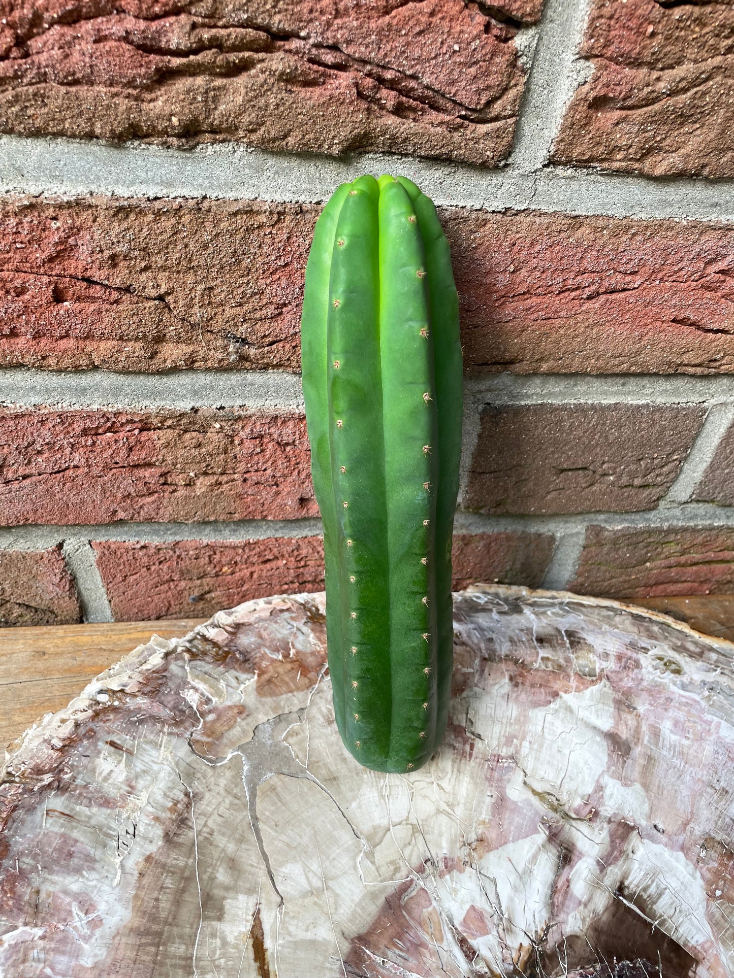 Trichocereus Pachanoi Juul's Giant