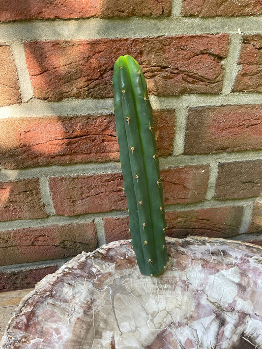 Trichocereus bridgesii klon Psycho0