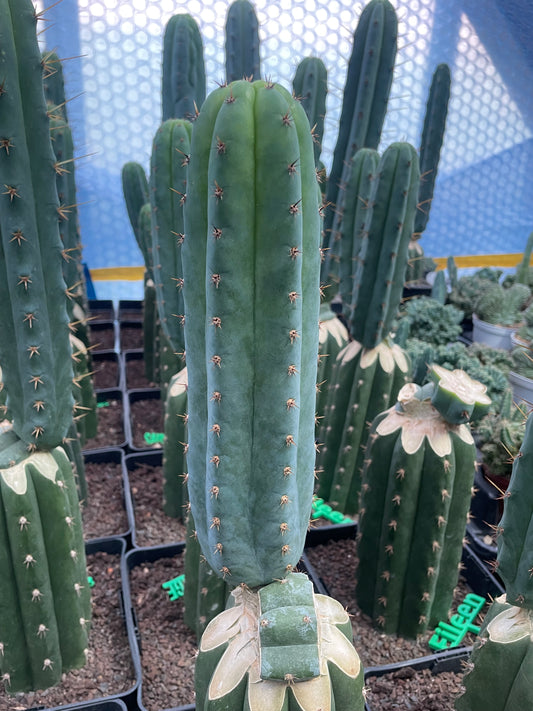 Trichocereus peruvianus Sausage