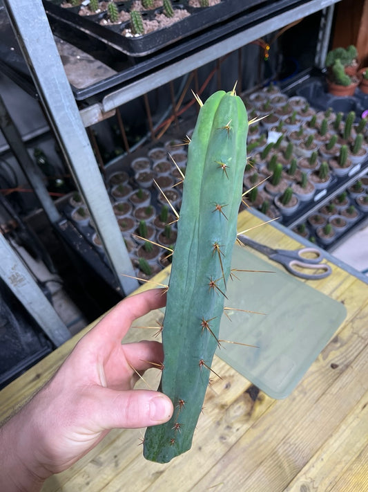 Trichocereus bridgesii Klon Sina