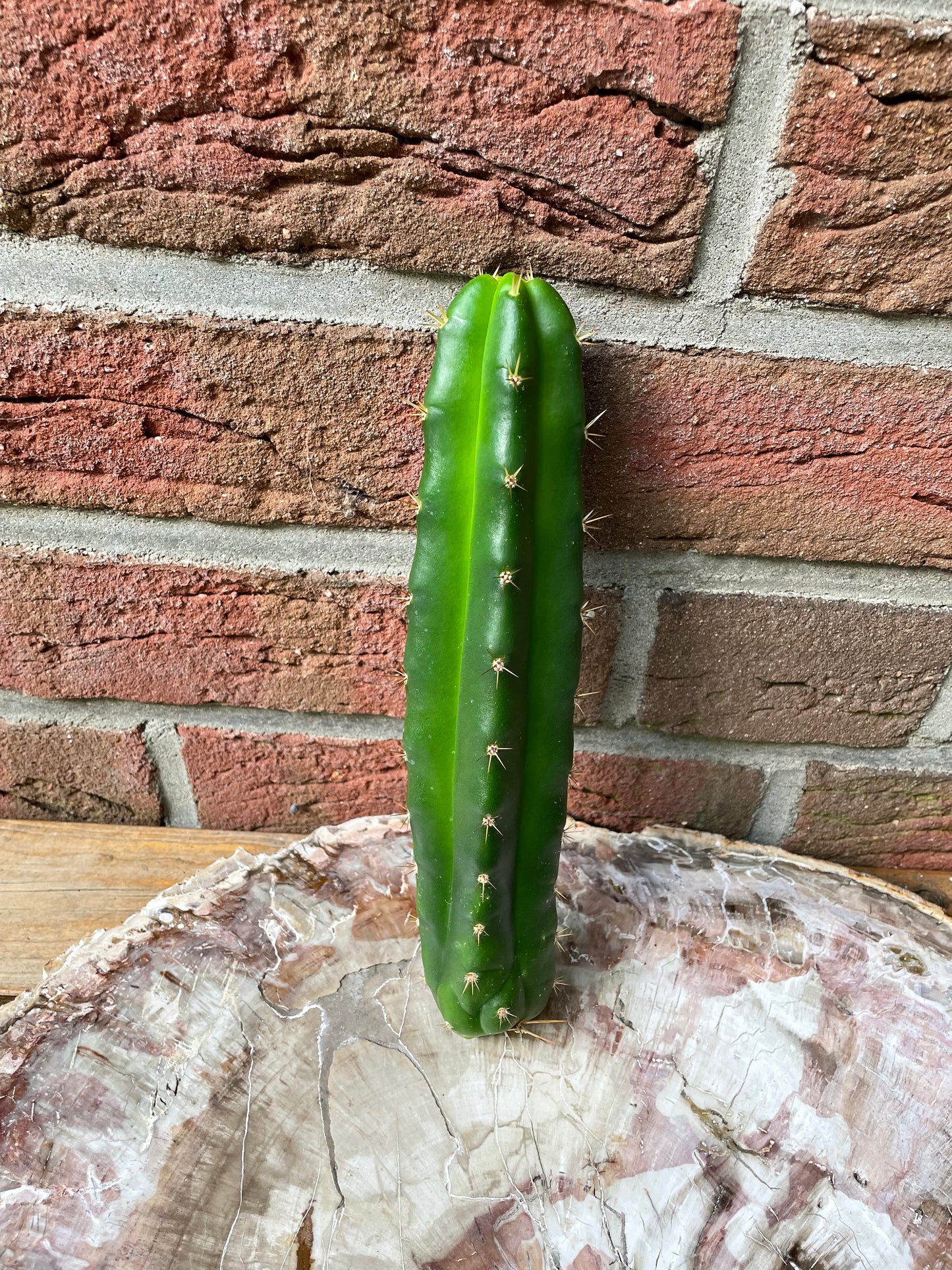 Trichocereus bridgesii klon Lumberjack