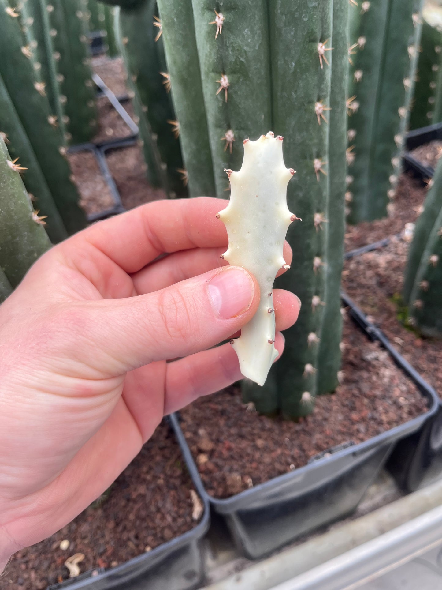 Euphorbia lactea white ghost Steckling
