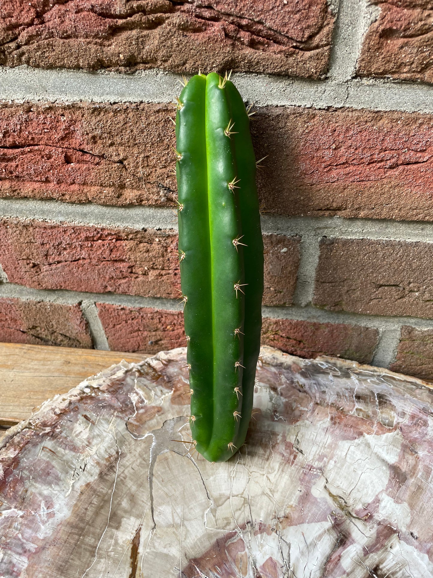 Trichocereus bridgesii klon Lumberjack