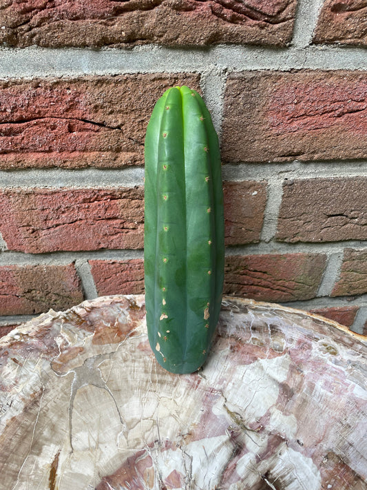Trichocereus Pachanoi Juuls Giant [N2]