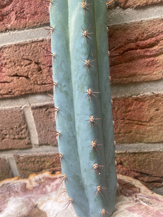 Trichocereus peruvianus Roseii 2