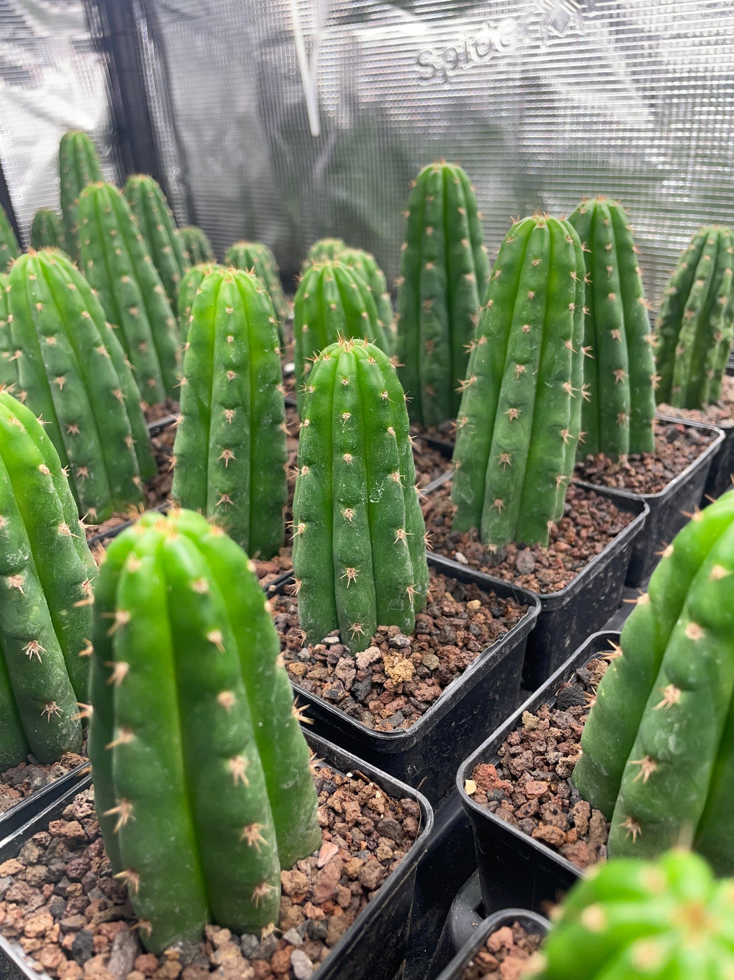 Trichocereus pachanoi 7cm Vierecktopf