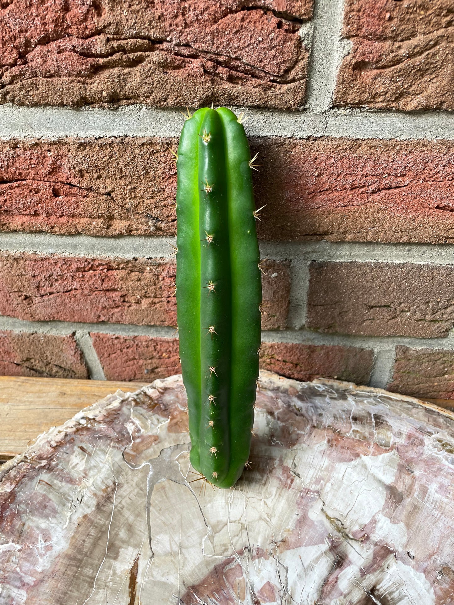 Trichocereus bridgesii klon Lumberjack