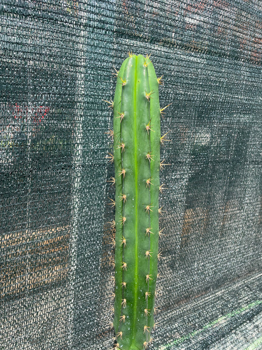 Trichocereus bridgesii klon Lumberjack