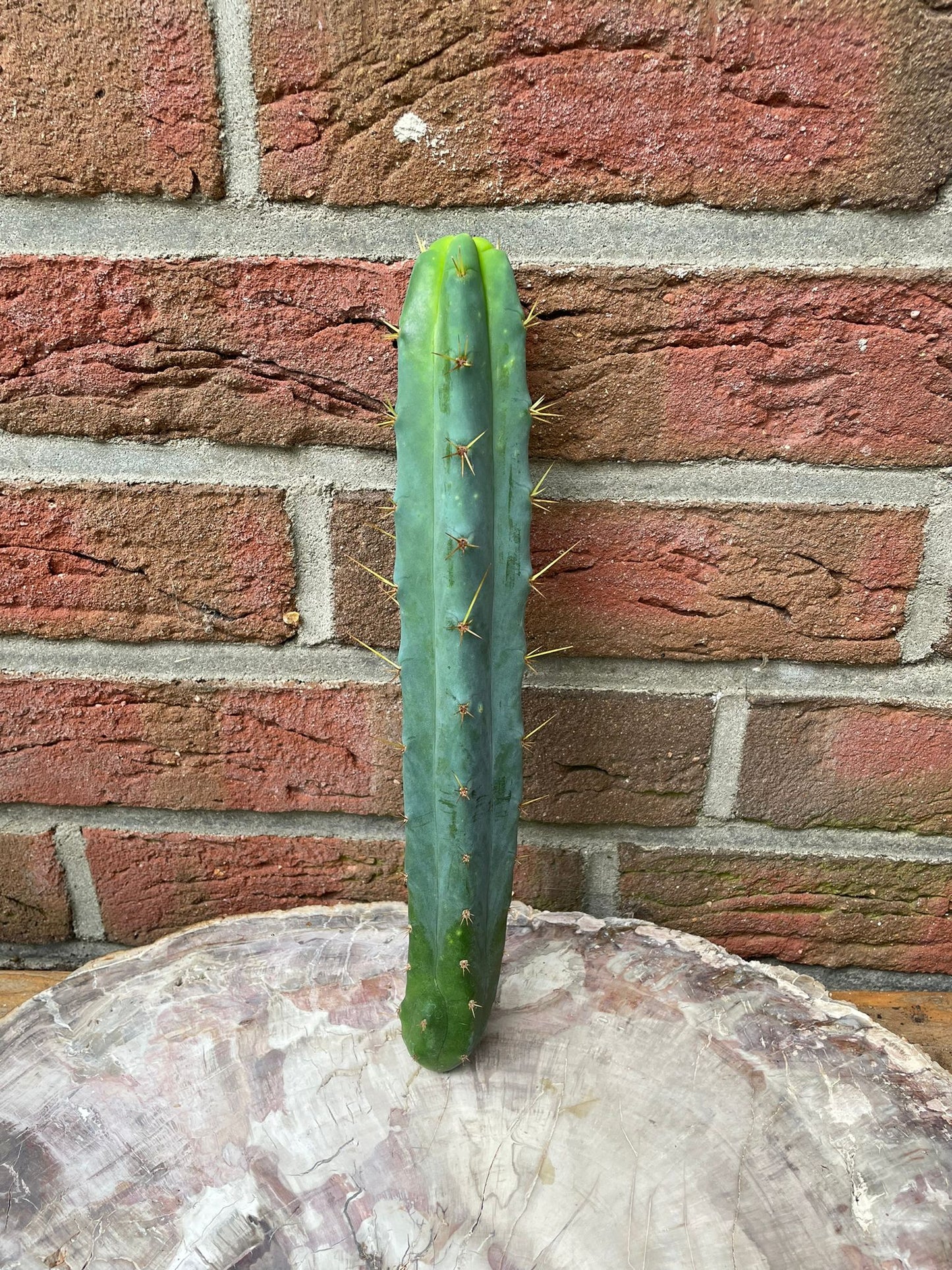 Trichocereus bridgesii Klon SS02