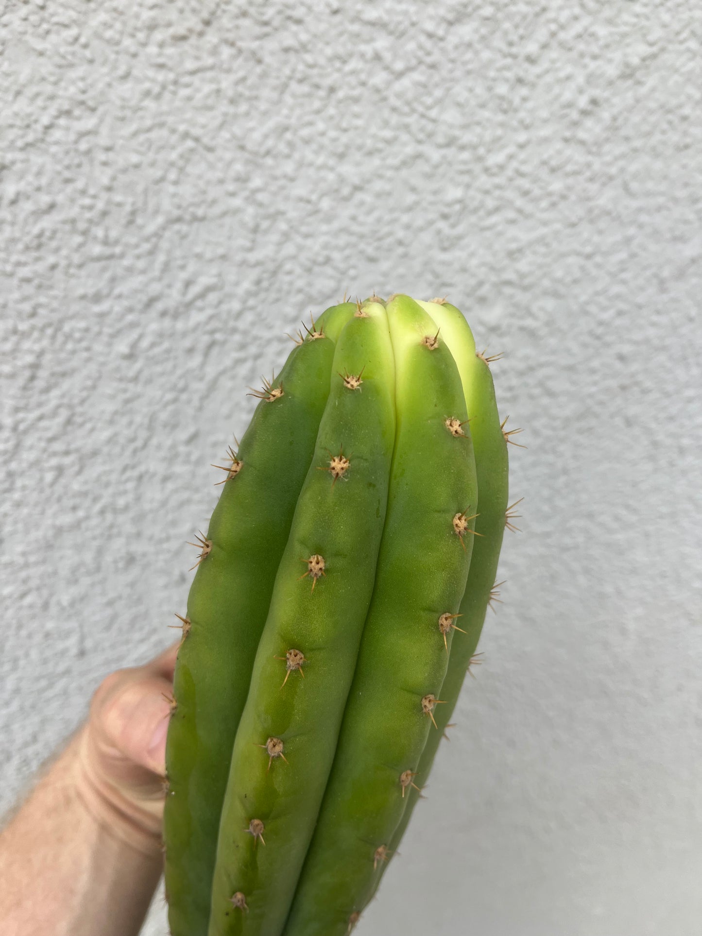 SET 10x Trichocereus pachanoi 30cm !B-Ware!