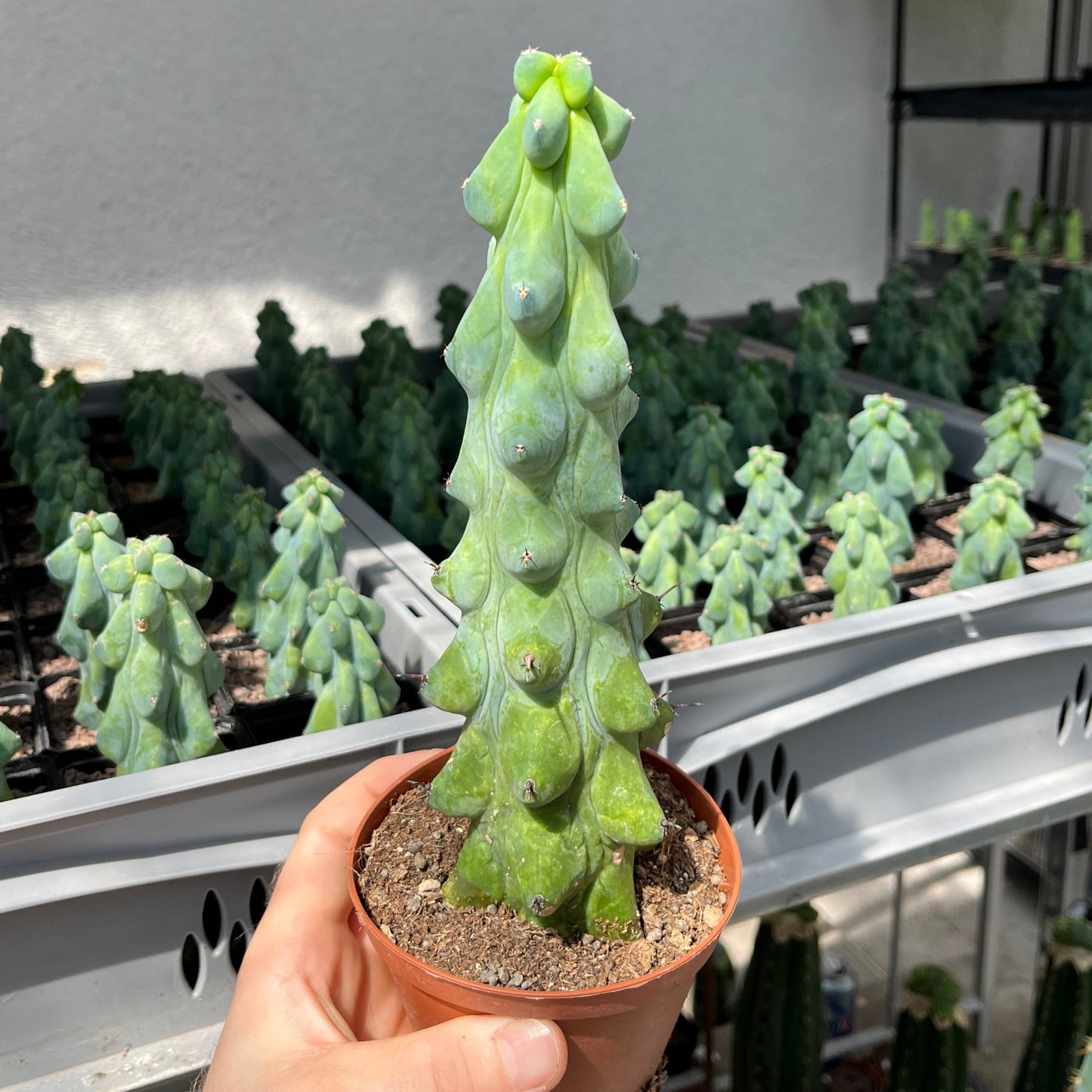 Boobie Cactus Myrtillocactus geometrizans Fukurokuryuzinboku