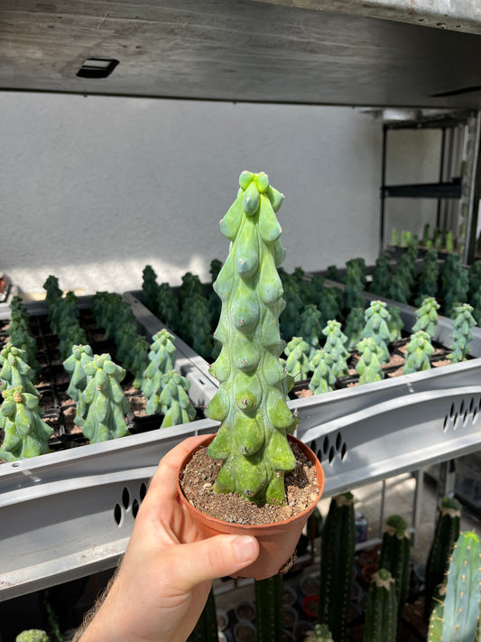 Myrtillocactus geometrizans „boobie cactus“