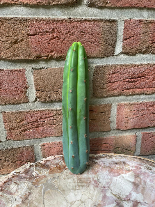 Trichocereus bridgesii ssp short spine