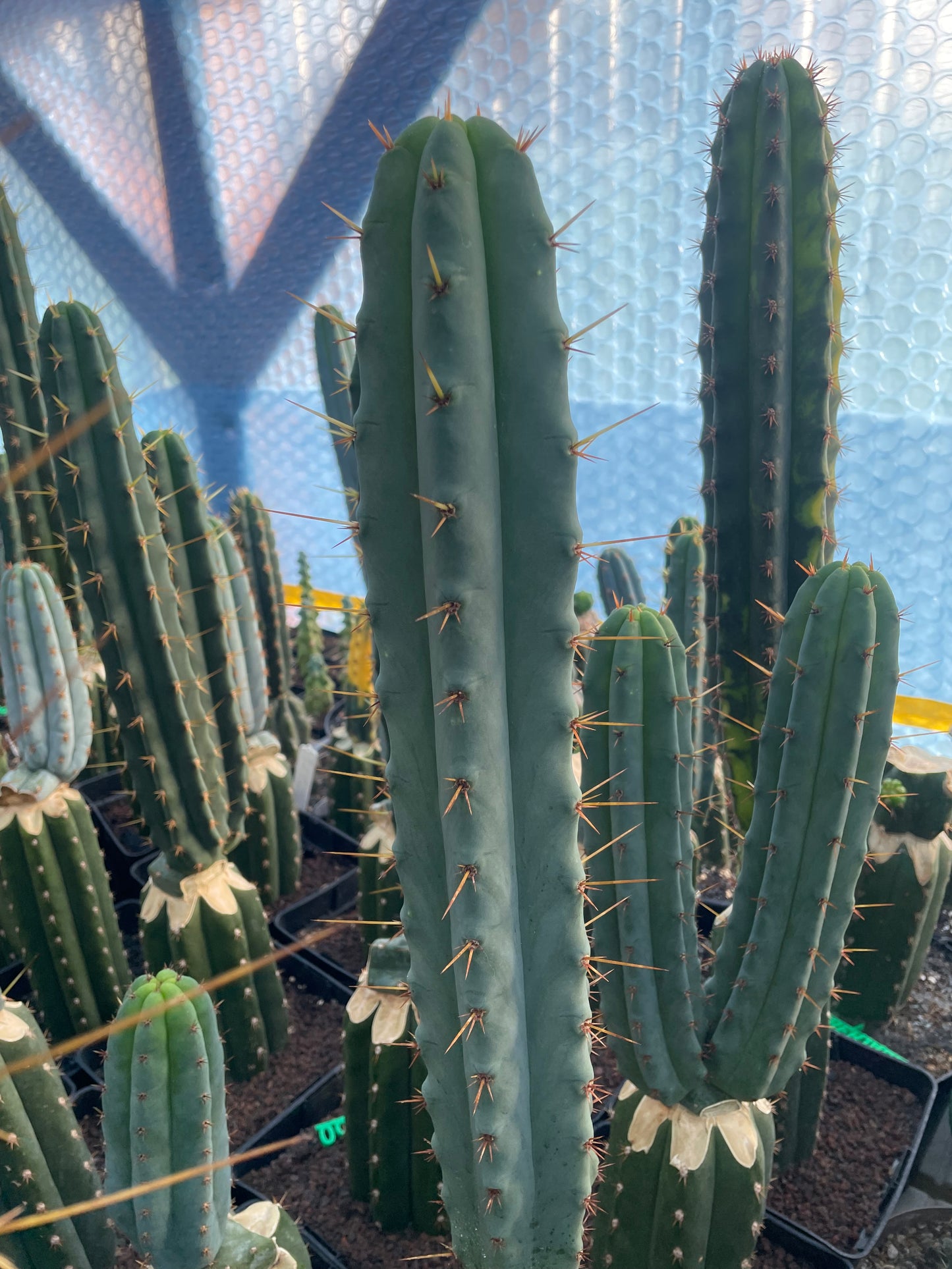 Trichocereus bridgesii Klon Eileen