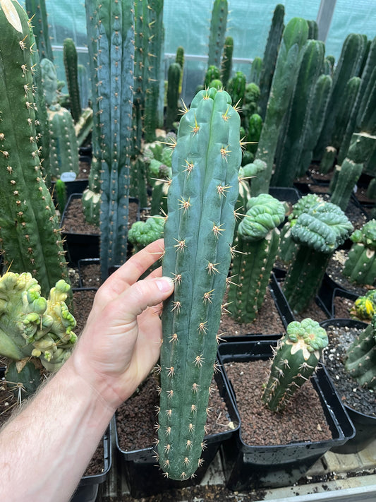 Trichocereus knuthianus fields garden