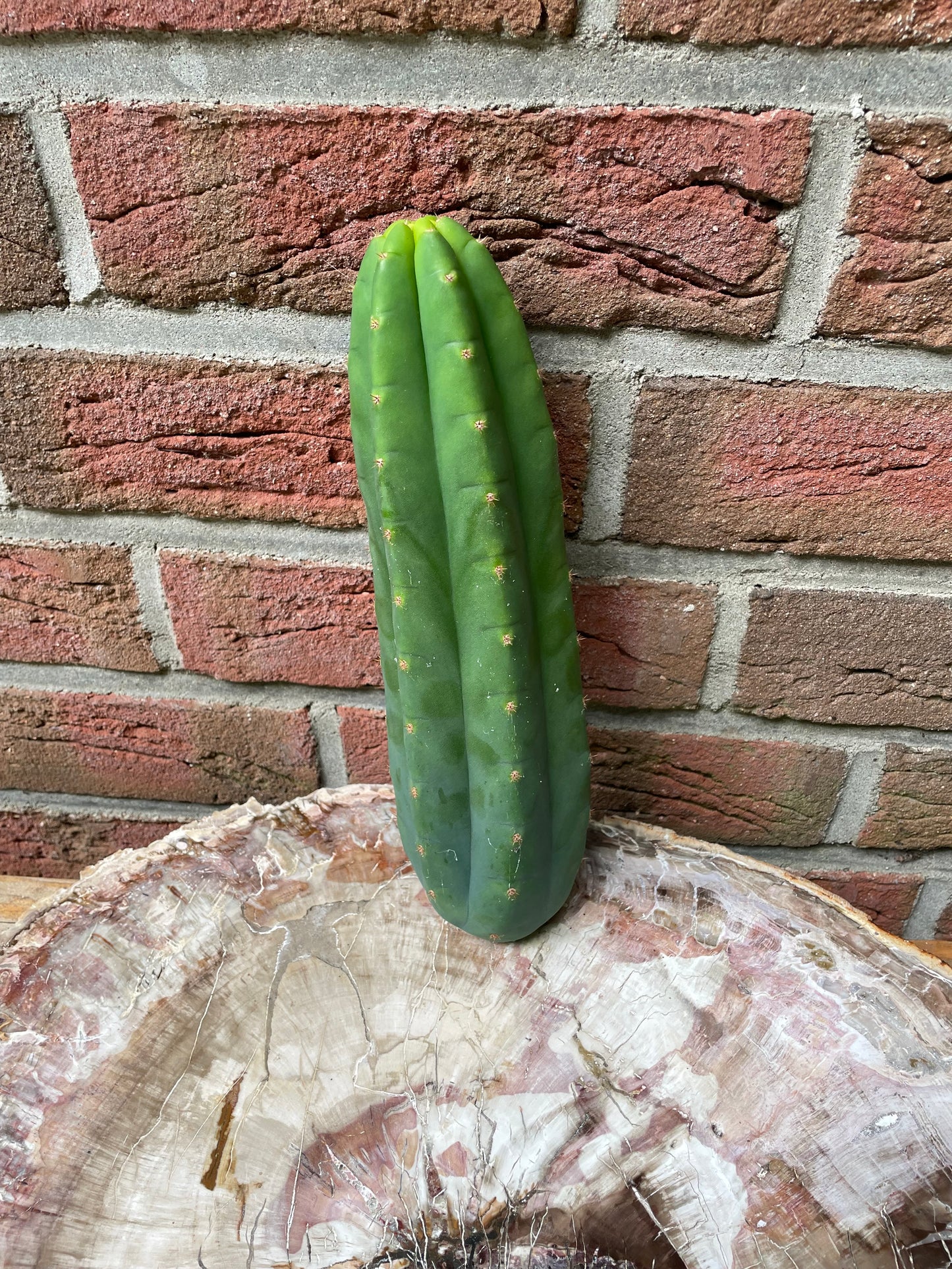 Trichocereus Pachanoi Juuls Giant [N3]