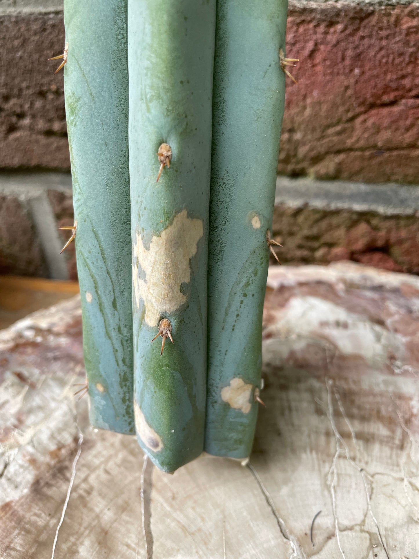 2x Trichocereus ssp B-Ware