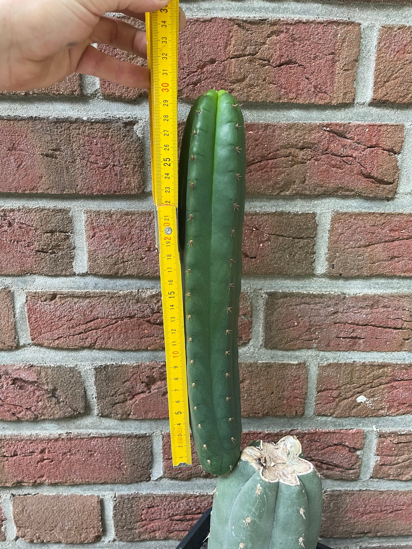Trichocereus bridgesii Klon Yowie