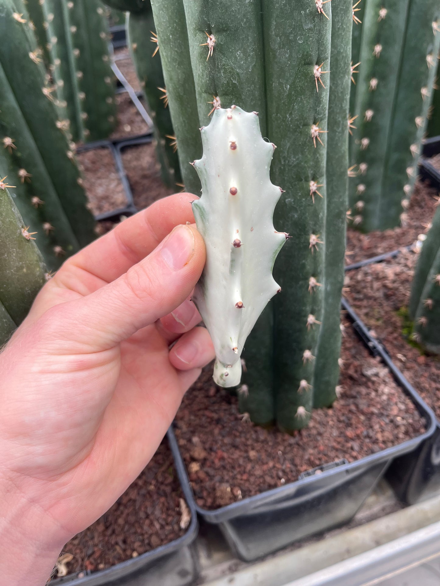 Euphorbia lactea white ghost Steckling