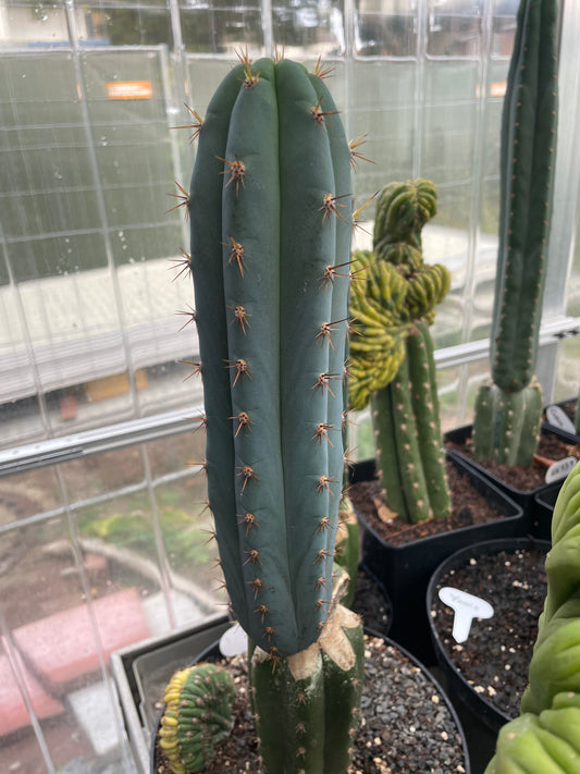 Trichocereus peruvianus Roseii 1