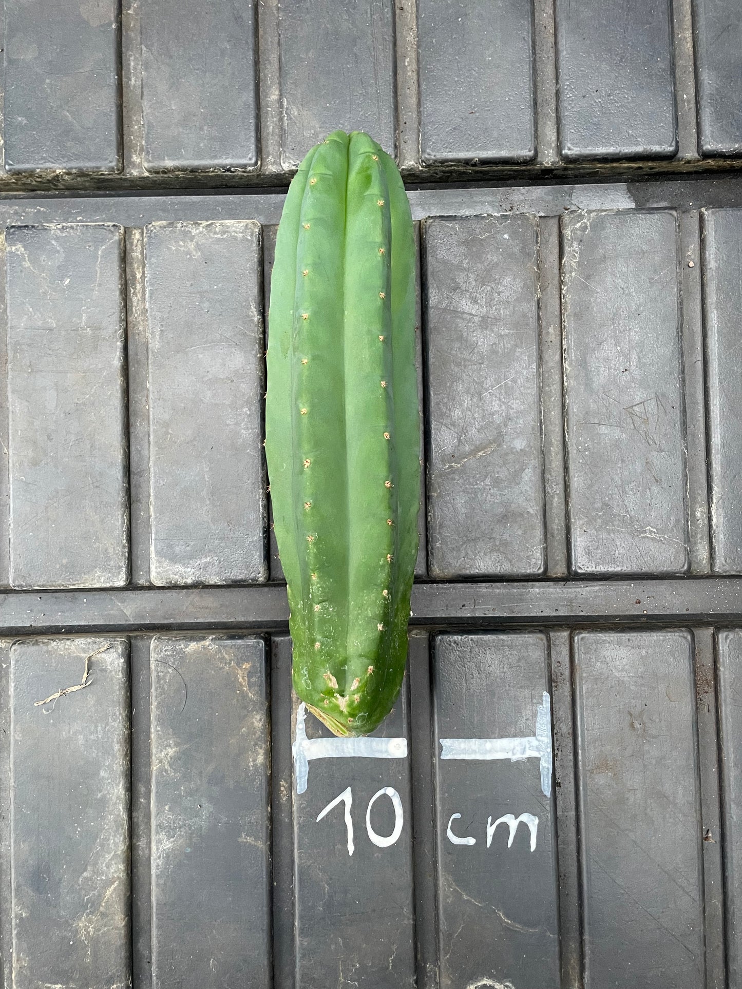 Trichocereus Pachanoi Juuls Giant [2]