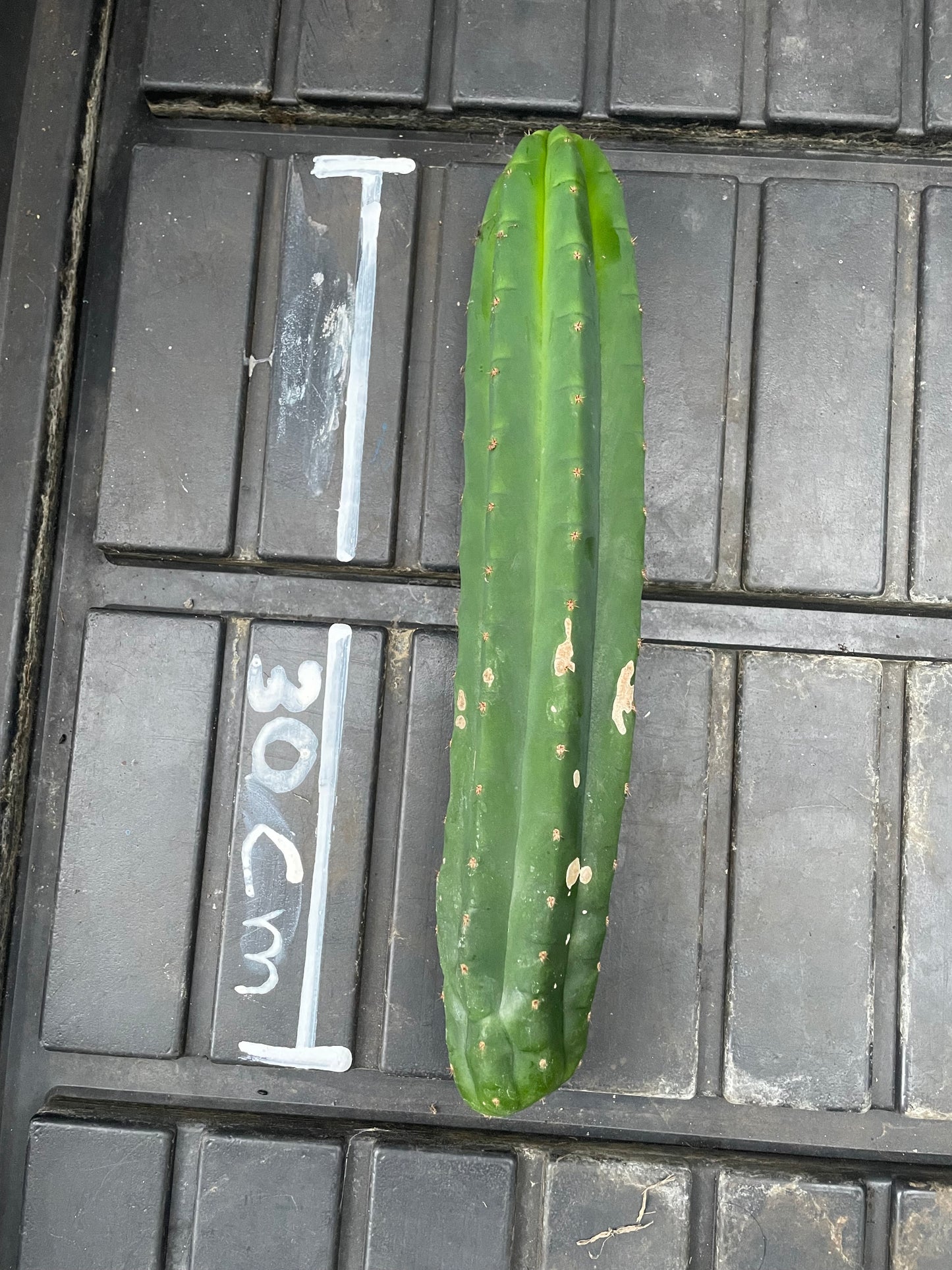 Trichocereus Pachanoi Juuls Giant