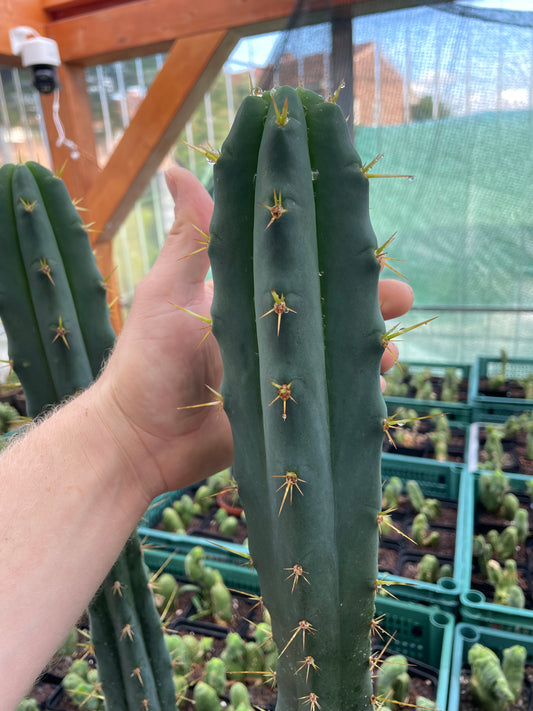 Trichocereus bridgesii klon Psycho0