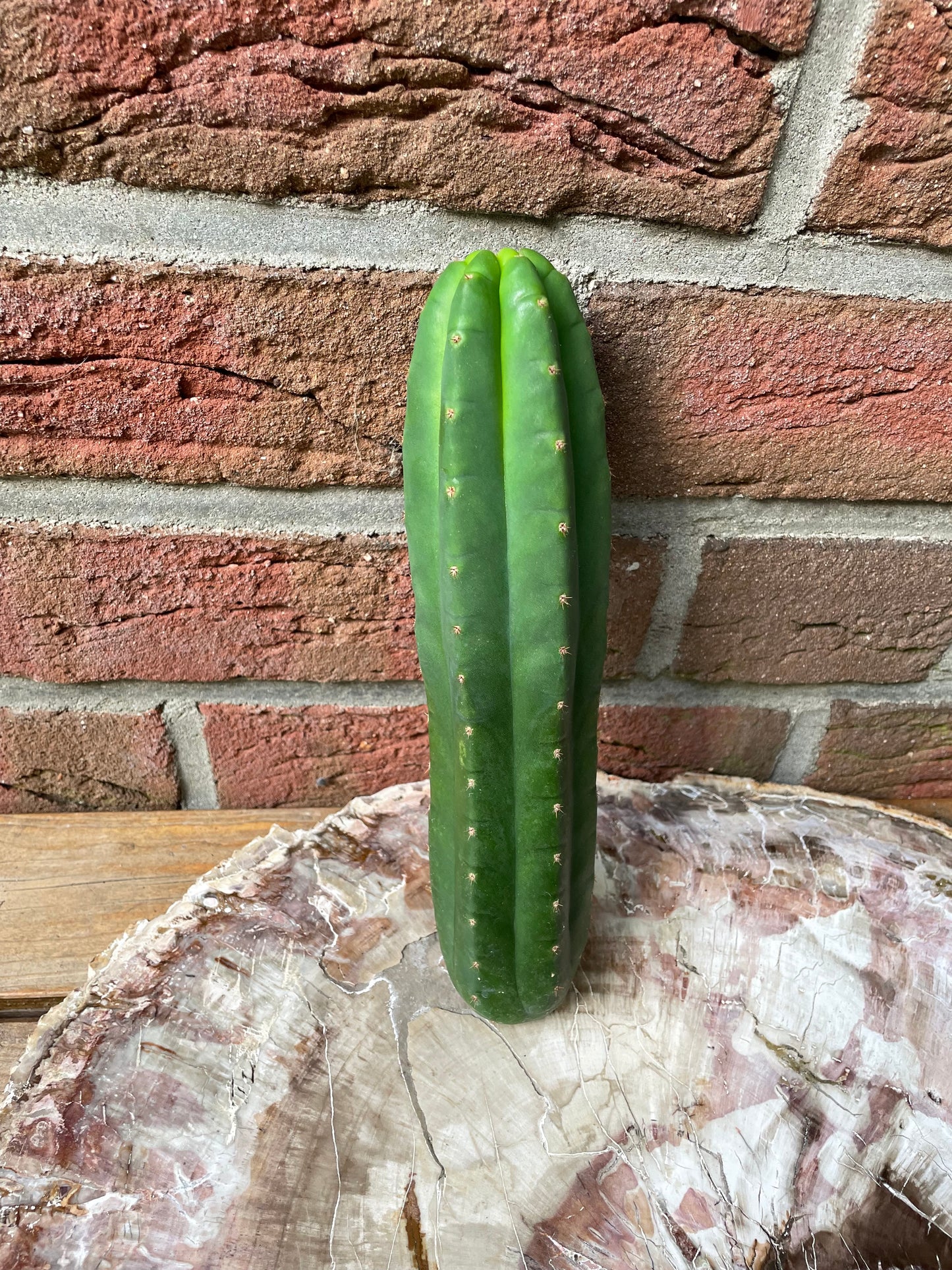 Trichocereus Pachanoi Juul's Giant