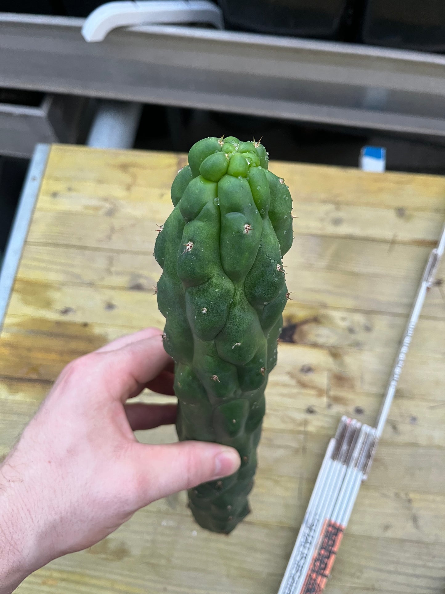 Trichocereus pachanoi monstrosus Einzelstück