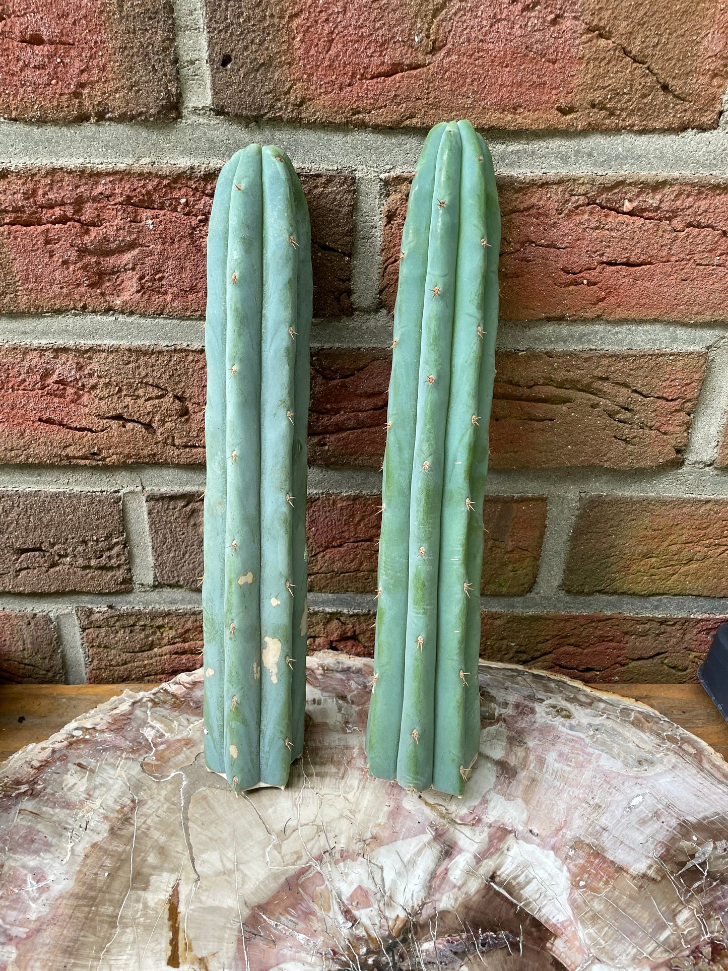 2x Trichocereus ssp B-Ware