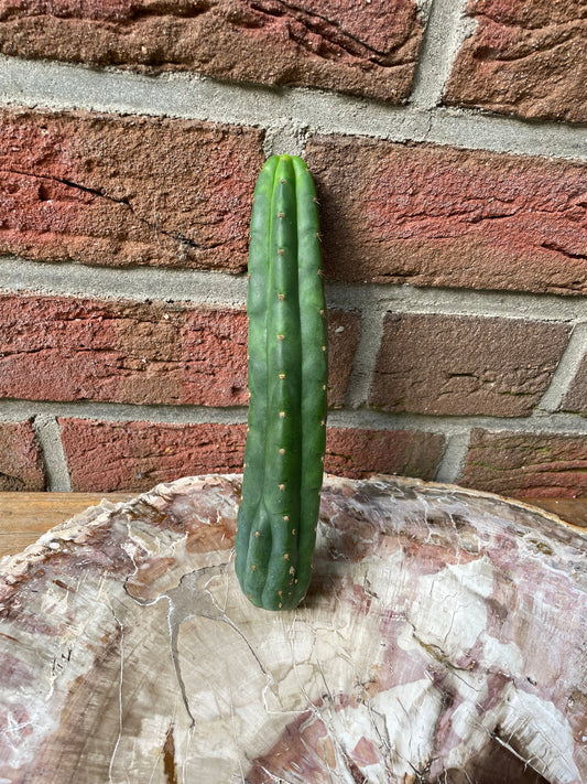 Trichocereus bridgesii Klon Yowie