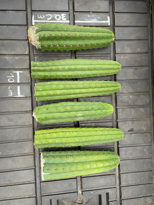 SET 6x Trichocereus pachanoi 30cm [4]