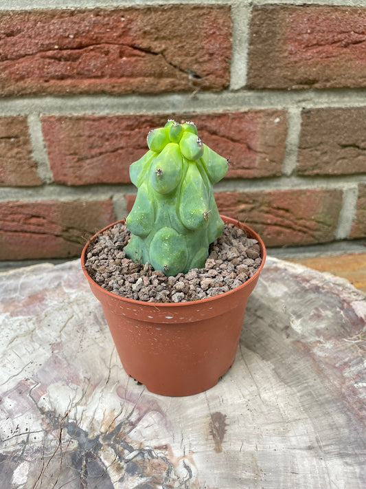 Myrtillocactus geometrizans „boobie cactus“ fat version