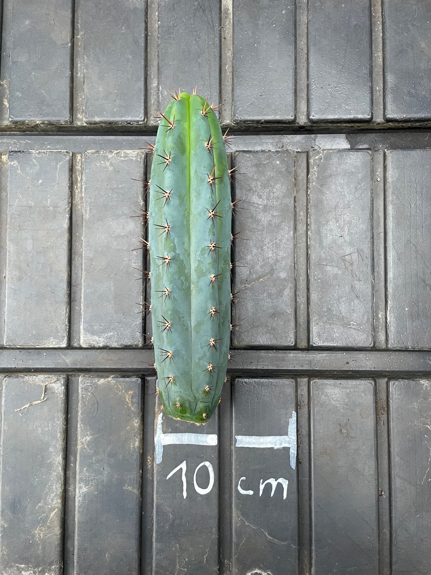 Trichocereus peruvianus Roseii 2