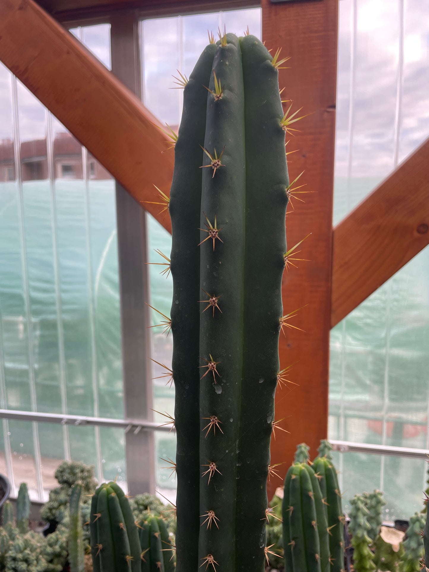 Trichocereus bridgesii klon Lumberjack