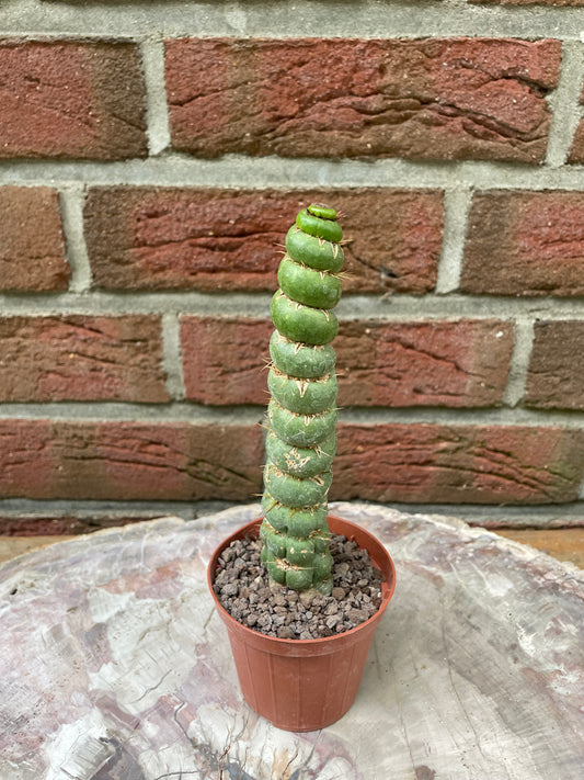Eulychnia castanea spiralis