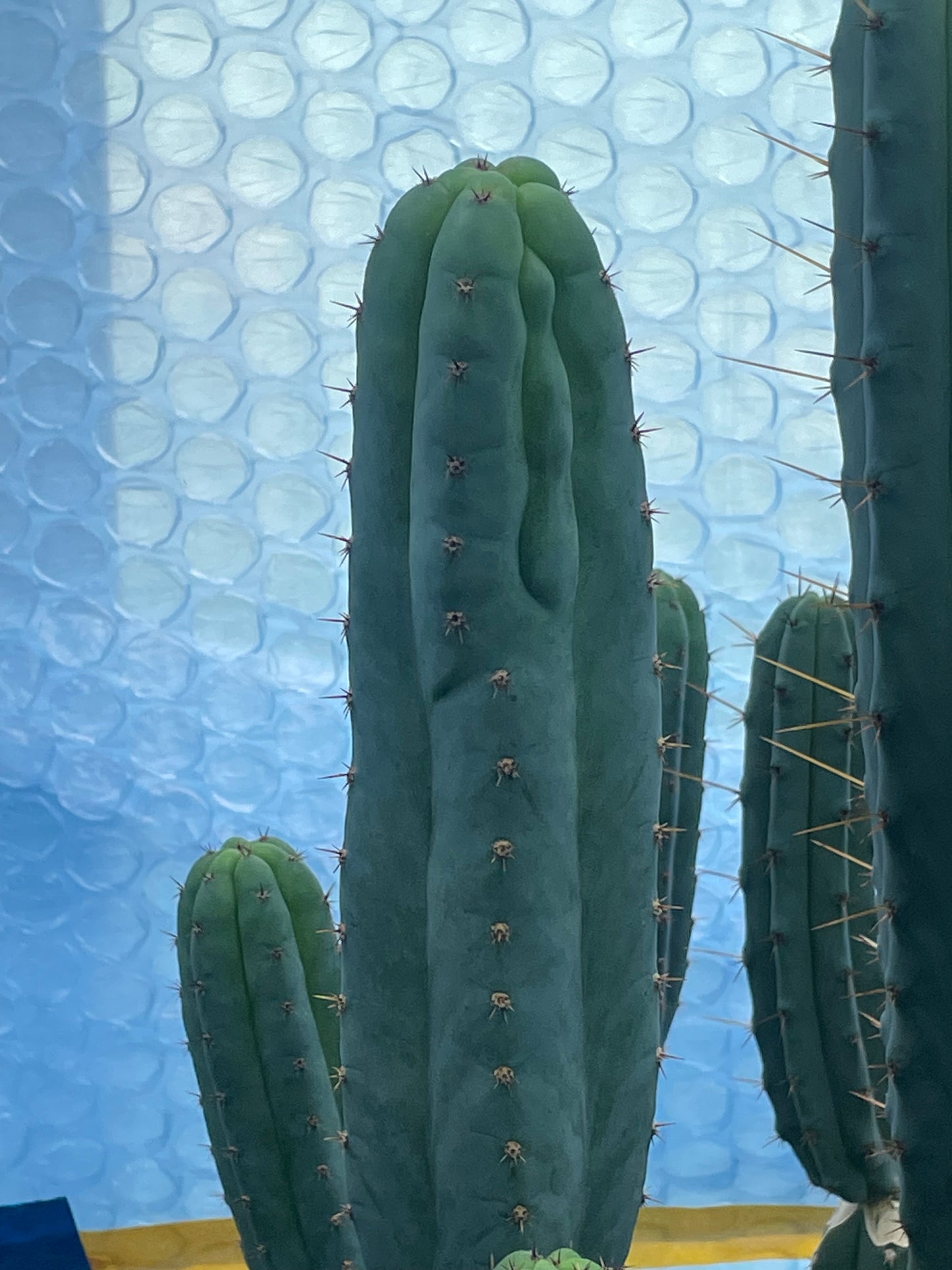 Trichocereus peruvianus Sausage
