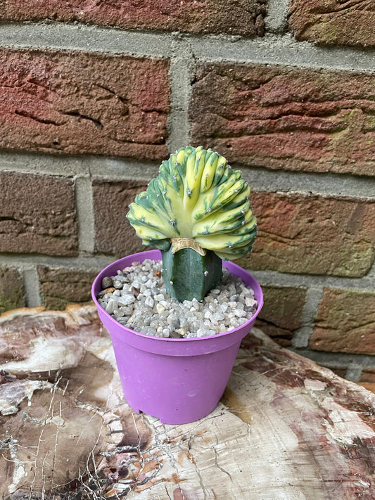 Myrtillocactus geometrizans cristata variegata