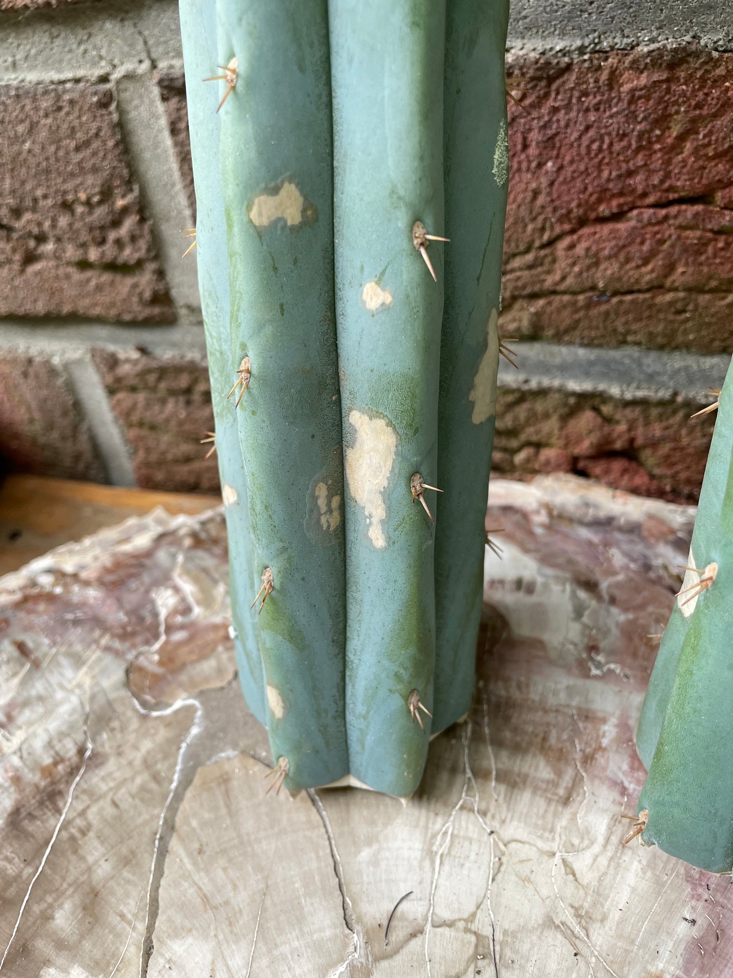 2x Trichocereus ssp B-Ware