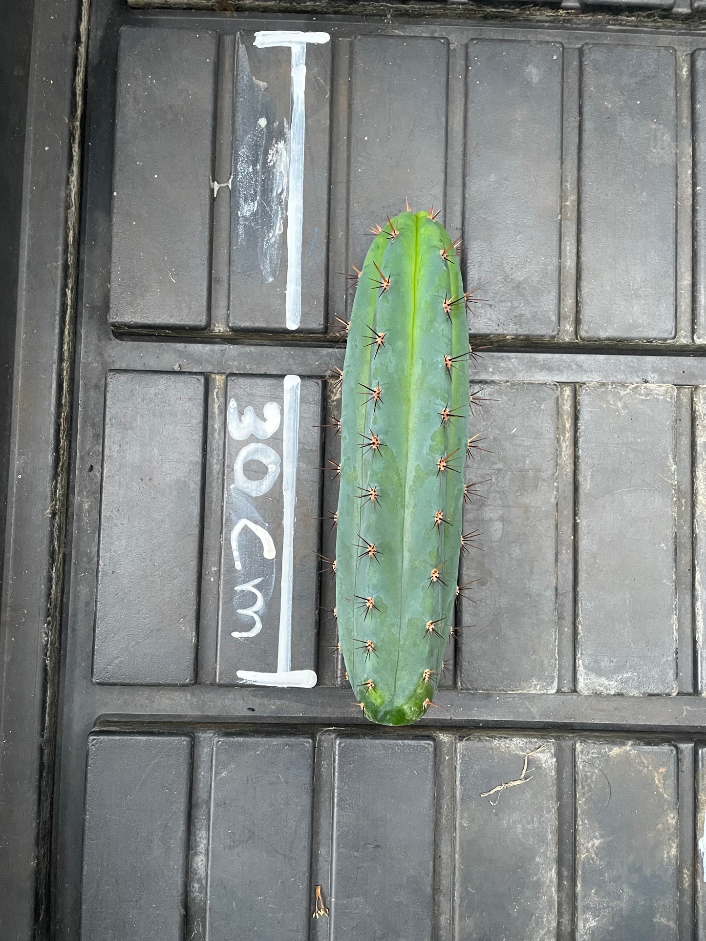 Trichocereus peruvianus Roseii 2